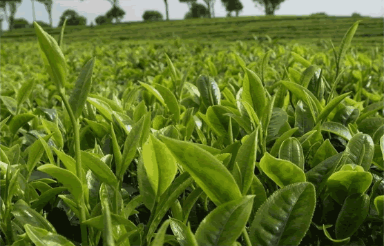 有機產品“再認證”文件資料清單（植物生產和加工）